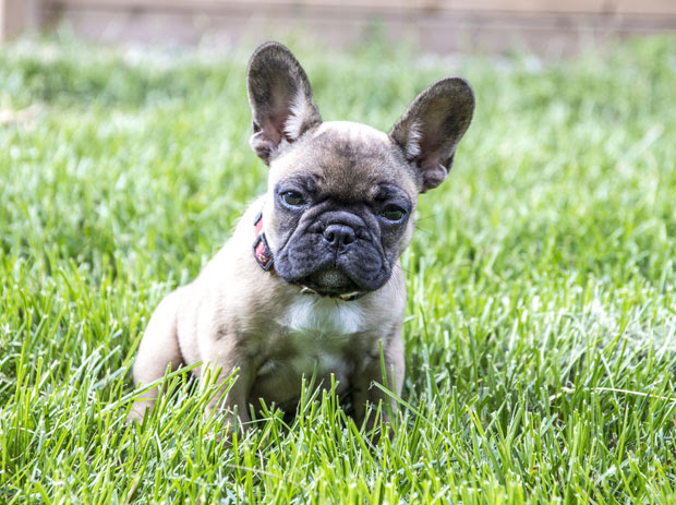 Eleveur De Bouledogue Francais Les Marquis De Newton