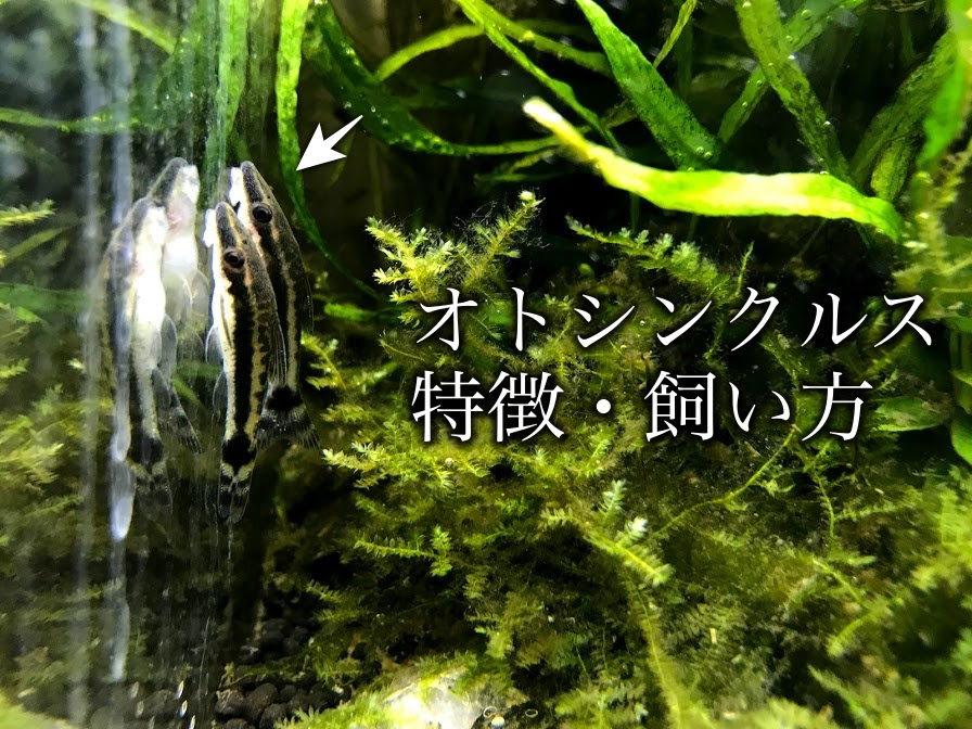 かわいい苔取り生体 オトシンクルスの特徴や飼い方について Aqua24アクアリウム