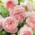 Rose Inglesi Fiori Simili Alle Peonie - Bouquet Con Peonie Rose Inglesi E Solidago Aloe Garden Latina / Fiori simili alle rose :