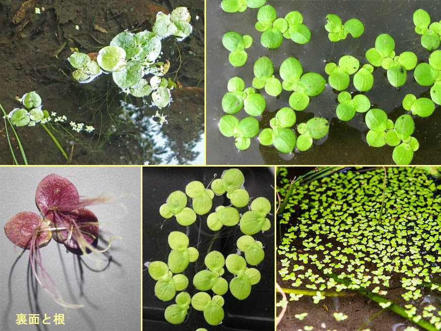 野山の草花 木々の花 植物検索図鑑 ウキクサ