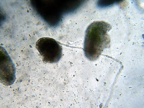 トレニア 花粉管誘導物質の発見