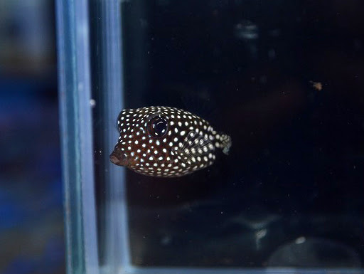 フグ フグ フグ ハコフグ大量 久々ウミスズメも入荷 生麦海水魚センター