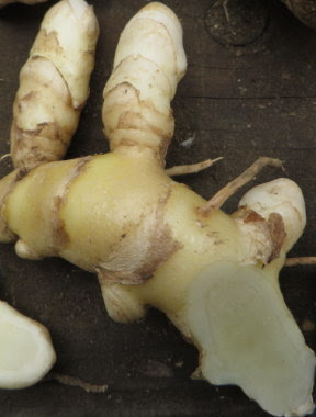 ウコン キョウオウ