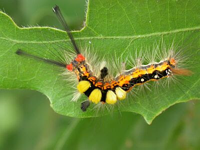 ヒメシロモンドクガ ヒメシロモンドクガ 野菜の害虫対策の極意