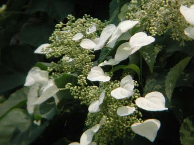 夏の花木 草花