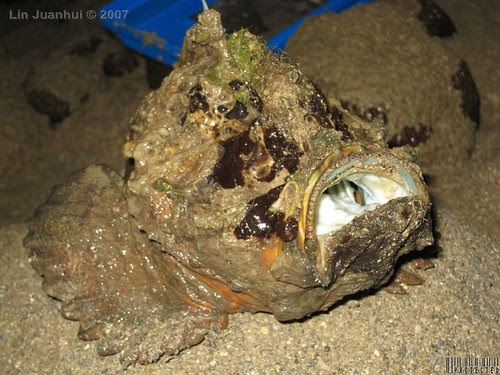 big stonefish (3)