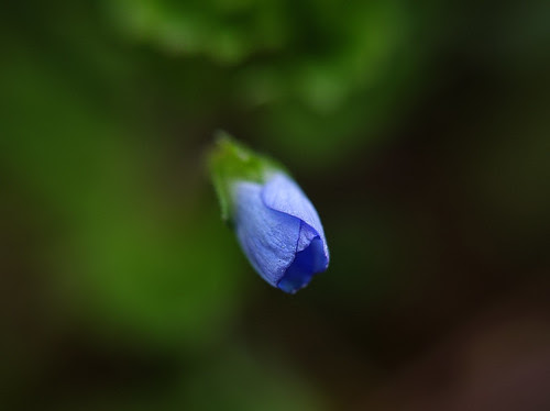 Veronica persica