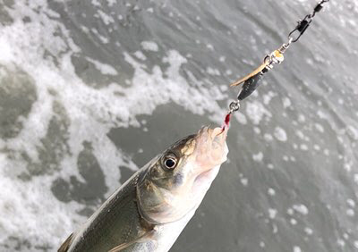とーさくの釣りあれこれ スピナーに羽根を着けてみました ﾉ