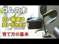 70以上 フィカス アルテ シマ 剪定 163315-フィカス アルテ シマ 剪定