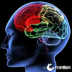 brain-regions-100414-02