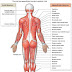 List Of Muscle Names - 10 Largest Muscles In The Human Body Largest Org - These muscles are described using anatomical terminology.