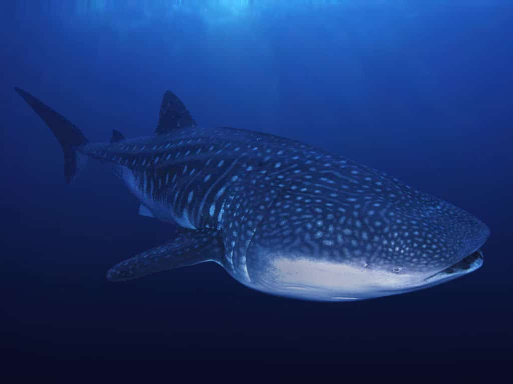 Whale sharks