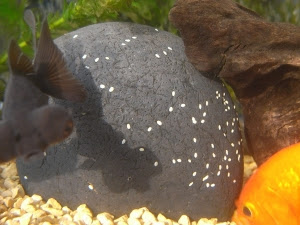 石巻貝の卵 金魚と温泉とワイン
