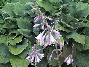 ギボウシ ぎぼうし 擬宝珠 の花言葉 花言葉事典