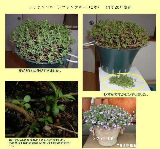 カリブラコア ミリオンベル 2 の冬越し 小さな花宇宙 そして それから 老いふたりの小宇宙 楽天ブログ