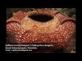 Bunga Raflesia Arnoldi : Bunga Raflesia Arnoldi di Maros | Tumbuhan Langka ... - Raflesia arnoldi adalah bunga endemik yang hanya bisa dijumpai di pulau sumatera.