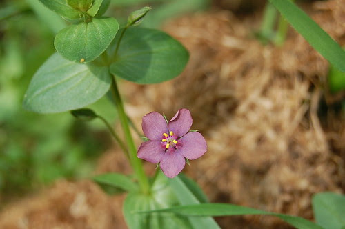 Purple scarlet pimpernel