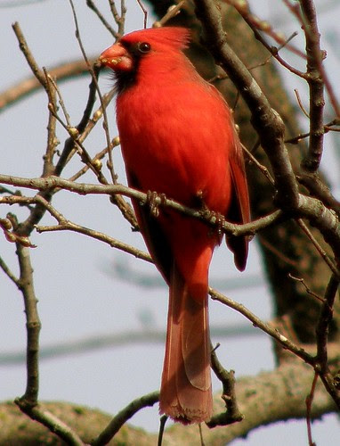 Cardinal Munching Buds