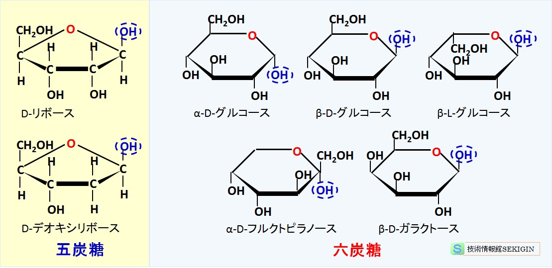 糖質 環状構造の単糖 技術情報館 Sekigin 環状構造 A型 B型 アノマー の単糖 アノマー炭素 ヒドロキシル基 グルコシド性ヒドロキシル基 不斉炭素 立体異性体 五員環構造のフラノースの例 リボース ヌクレオシド 核酸塩基 リボ核酸 デオキシ