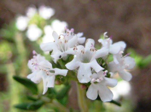 6月2日の誕生花の意味 お祝い品 Com