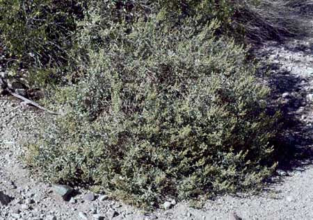 Ambrosia deltoidea - Triangle-leaf Bur-sage, chamizo forrajero