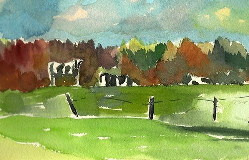 Cows at Emergo Farm, Danville, Vermont
