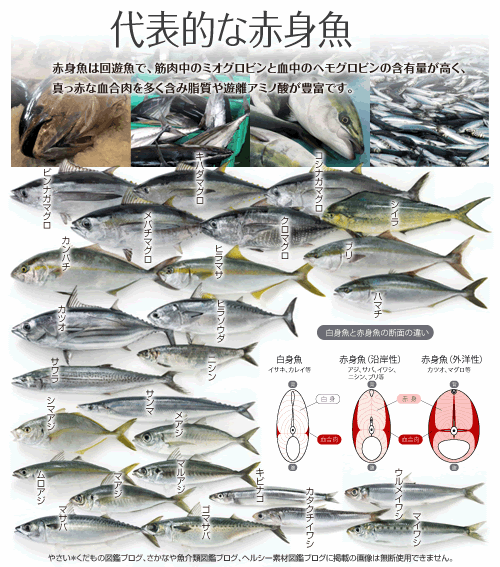 赤身魚 さかなや魚介類図鑑ブログ