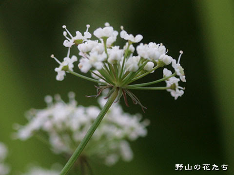 ドクゼリ 野山の花たち 東北と関東甲信越の花
