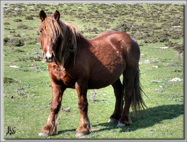 18 CABALLO MR