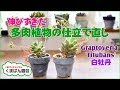 √100以上 白い 多肉 植物 103380-白い多肉植物