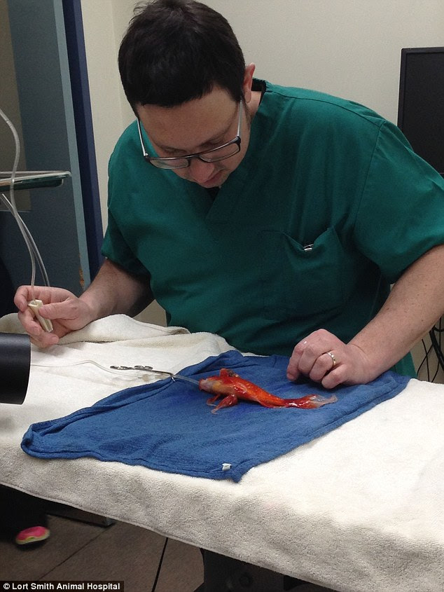 Dr. Tristan Rich with George the goldfish, pre-surgery last week