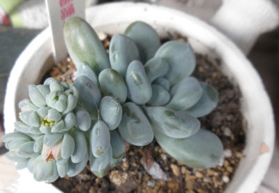 多肉植物は白い粉でお化粧をしてます 狭い庭を花いっぱいにする育て方 楽天ブログ