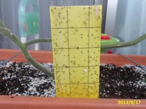 ハイビスカスの害虫駆除 アブラムシ対策 白い虫の正体は