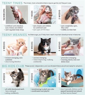 What Is The Neonatal Kitten Age?