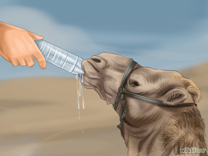 Care for a Camel Step 3 Version 3.jpg