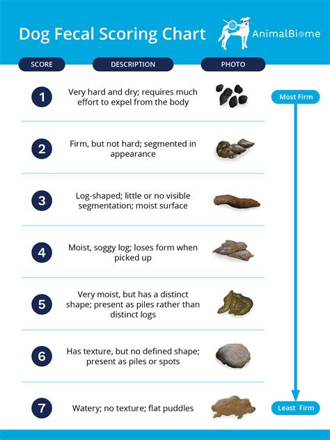 dog diarrhea what you need to know animalbiome