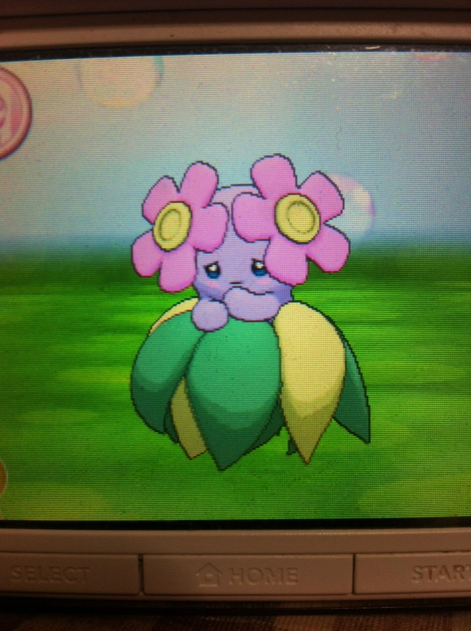色違いに釘付け キレイハナ Oras