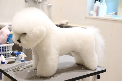 ギャラリー ビションフリーゼ 1ページ Dog Salon Toto