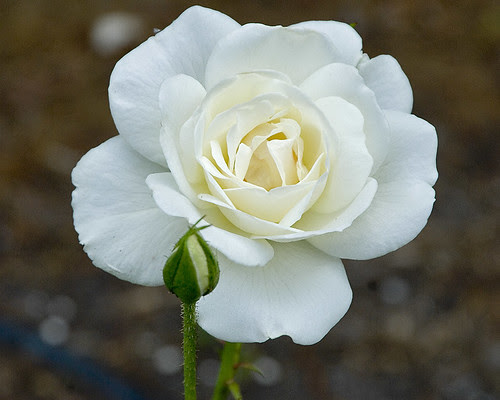 Iceberg Rose Standard. Iceberg Rose Hedge.