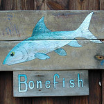bonefish