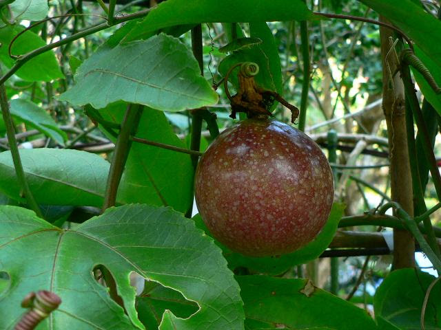 果物時計草 クダモノトケイソウ 花 ファンタジア