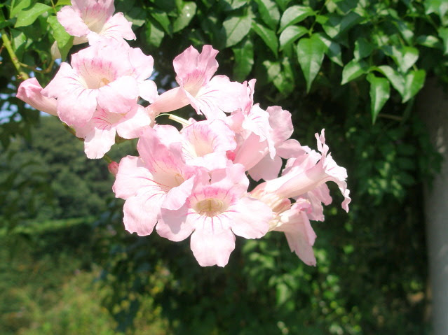 ピンクノウゼンカズラ花散歩