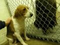 This Abused & Scared Dog Was Suffering Silently In A Shelter. But When HE Came Along? AMAZING!