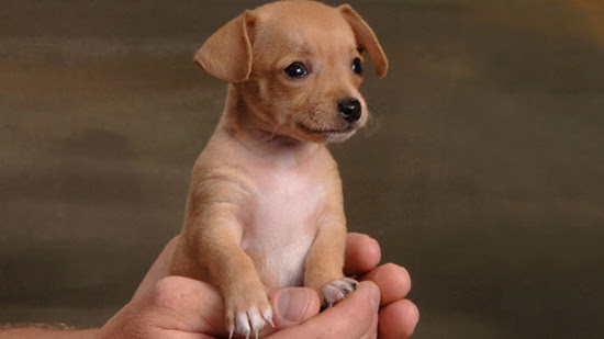 Animal Care and Adoption