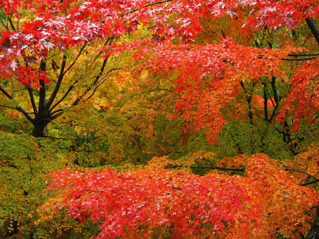 紅葉の壁紙 Xgaデスクトップ壁紙写真 1024 768 ぶらり兵庫 ぶらり神戸 神戸の観光情報とイベント情報 楽天ブログ