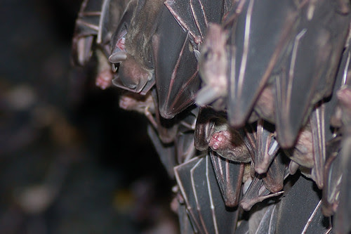 Huddled Bats