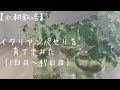 コレクション 水 耕 栽培 パセリ 749628-水耕栽培 パセリ nhk