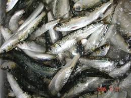 imagesZLZXD8HY sardinha viva.jpg