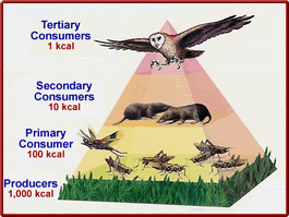 Food chains, webs, and energy pyramids - 8th Grade ...