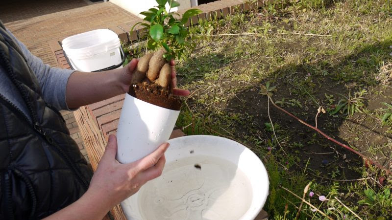 プロが伝授 ガジュマルの土植えからハイドロカルチャーへ植え替えるコツは ハイドロカルチャーで楽しもう